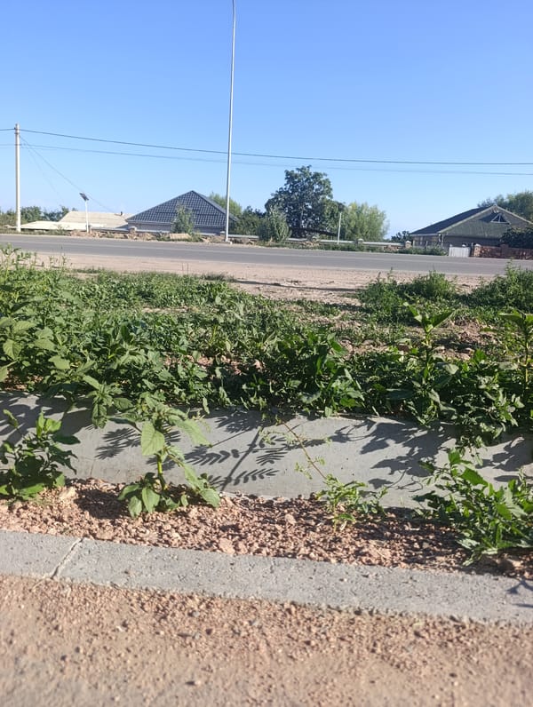 Bosteri, Kyrgyzstan: quiet streets on a sunny summer morning