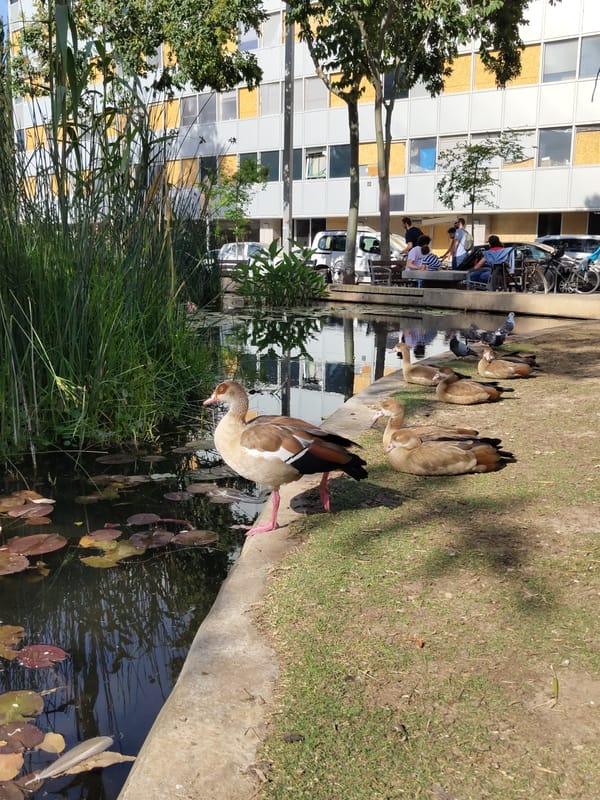 Egyptian geese, pigeons gather at lily pad pond in Tel-Aviv