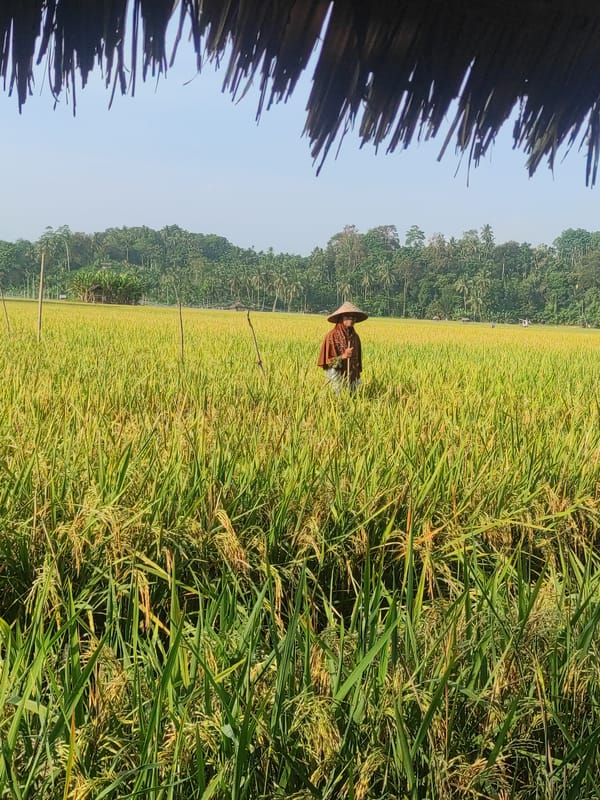 Early morning farming activity observed in Lhokseumawe rice fields