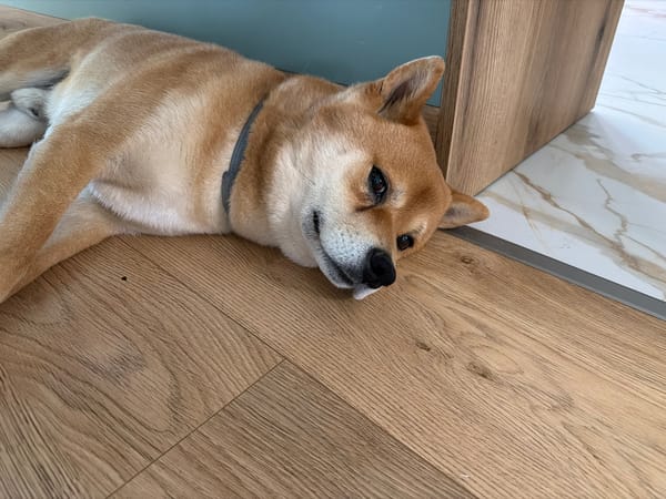 Shiba Inu dog plays indoors and outdoors in Priseltsi