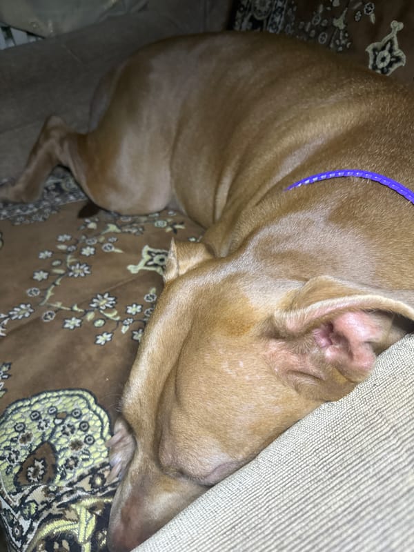 Text graphics and a napping dog from Zaporizhzhia