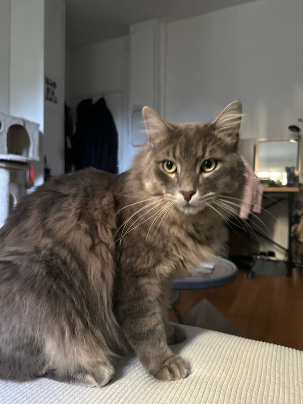 Gray cat spotted indoors in Paris morning hours