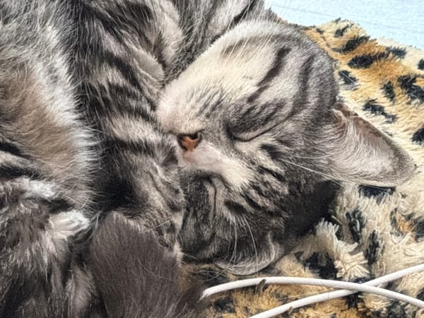 Two cats napping on a leopard-print blanket in Kamchatka