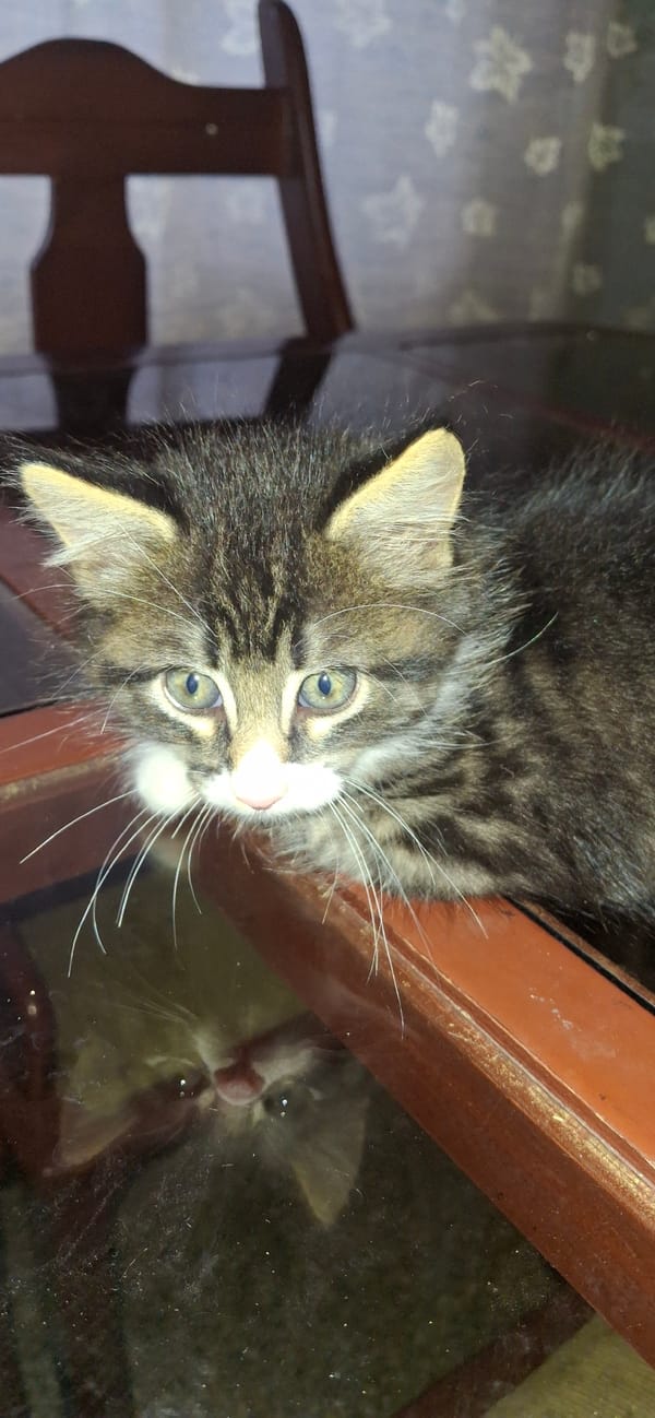 Domestic cats observed in Tinaquillo home