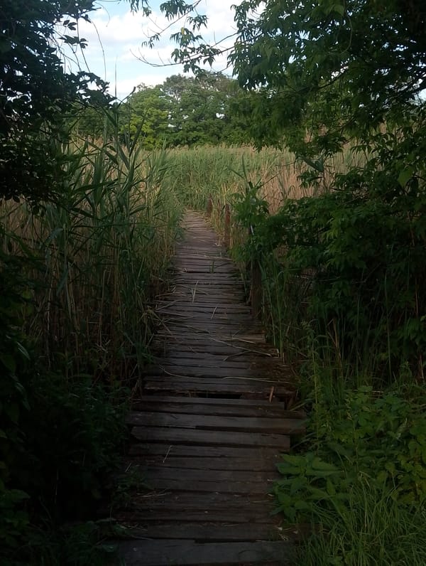 Rural Ustyvytsia: boardwalks, poppy fields, and summer countryside