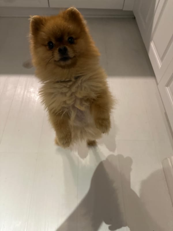 Pomeranian dog documented in multiple indoor scenes, Asenovgrad Bulgaria