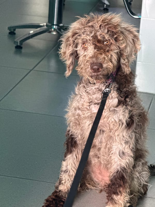 Dog visits hair salon in Mexican town