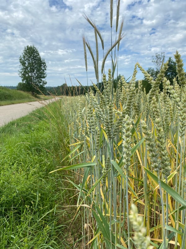 Summer fields in bloom near Sachsenheim, wheat and wildflowers