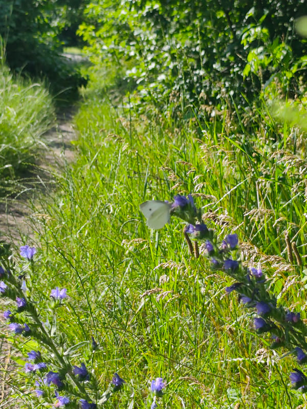 Wildflowers and weeds along an abandoned railway corridor