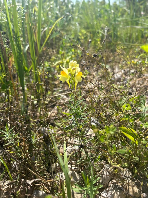 Wildflowers and open road in rural central Russia