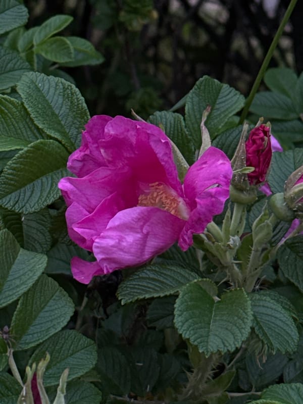 Evening nature walk documented through blooming Minsk parks