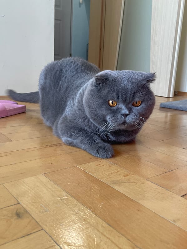 Grey Scottish Fold cat plays indoors during morning hours