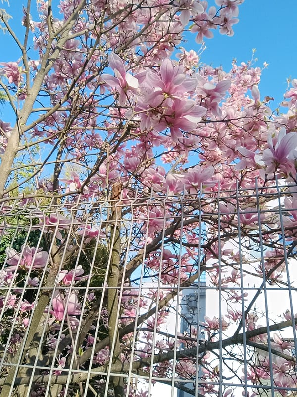 Magnolia tree blooms pink against blue sky in Levice