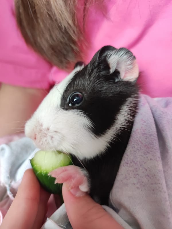 Guinea pig enjoys cucumber snack in Votkinsk