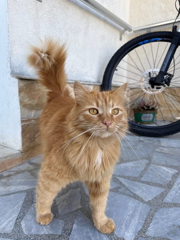 Ginger cat spotted resting on walkway in Berkovitsa, Bulgaria