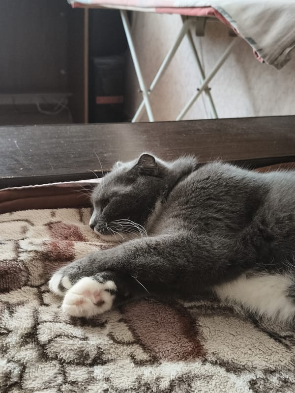 Gray cat napping on a blanket with people nearby