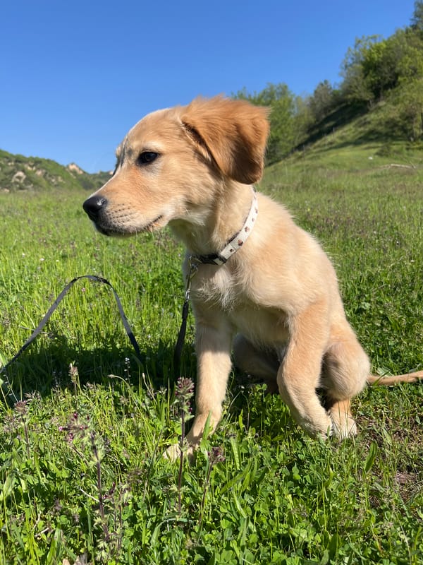 Golden retriever puppy plays in Bulgarian meadows