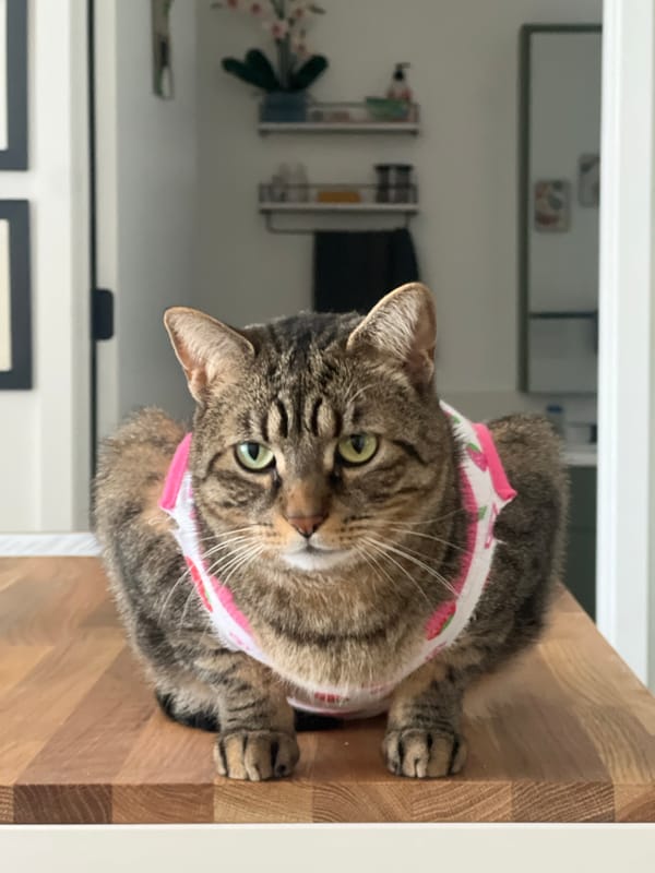 Dressed tabby cat spotted on wooden surface in NYC