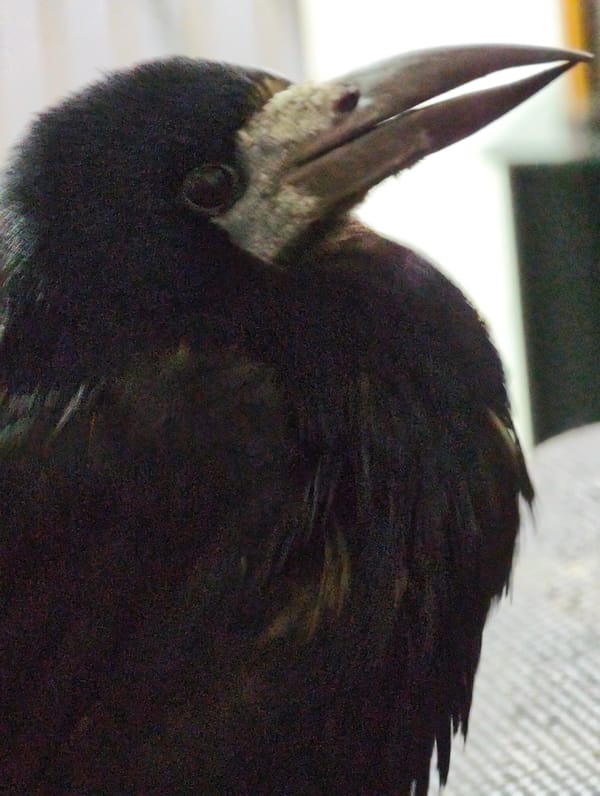 Backyard bird and aquarium fish in Abakan
