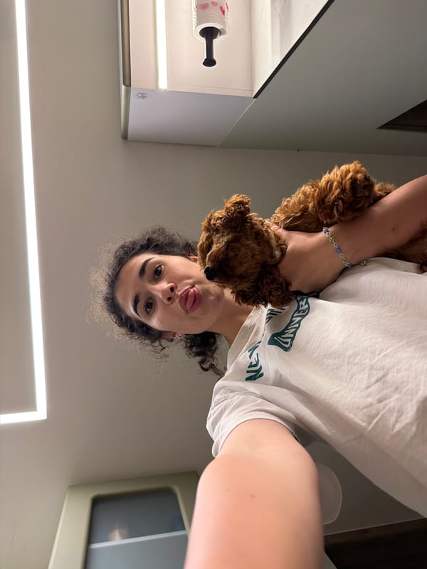 Poodle puppy afternoon in a Sofia apartment