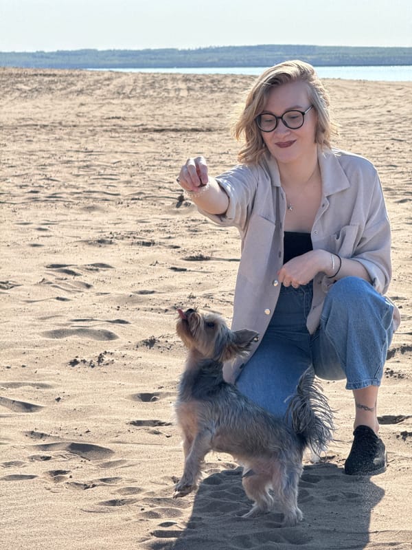 Person and Yorkshire Terrier interact on beach in Noviy