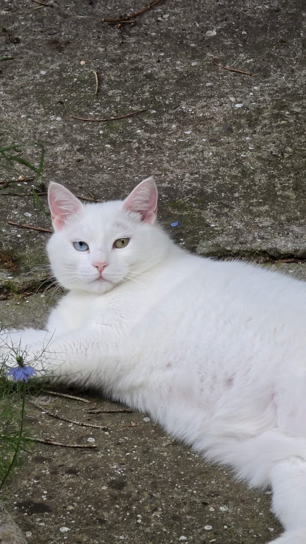 White cat with heterochromia spotted around Balchik