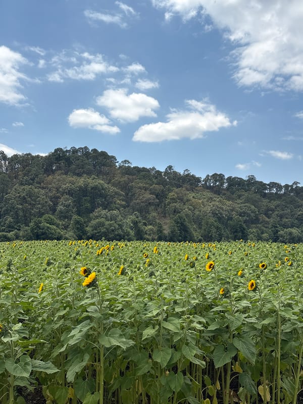 Sunflower fields documented in Real de Arriba, Mexico