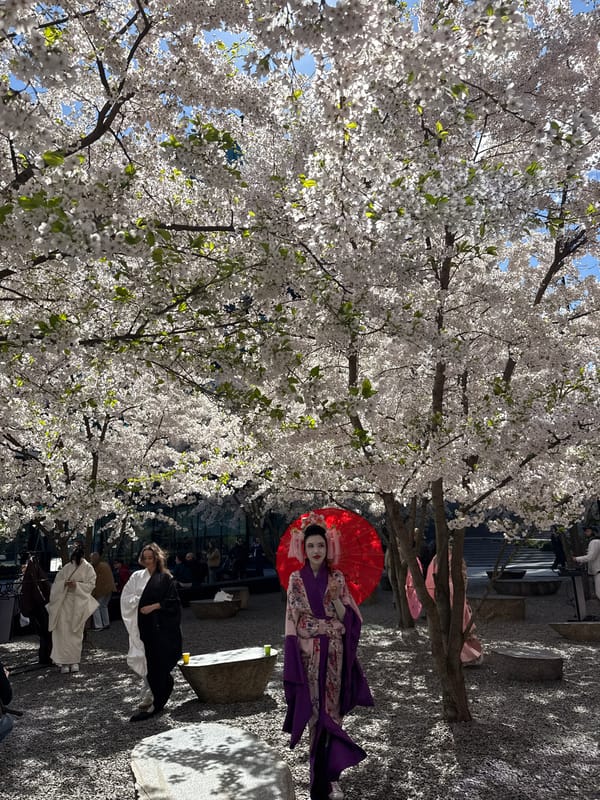 Cherry blossoms reach peak bloom in sunny Kyiv