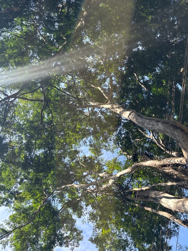 Looking up into a fig tree canopy in São Paulo