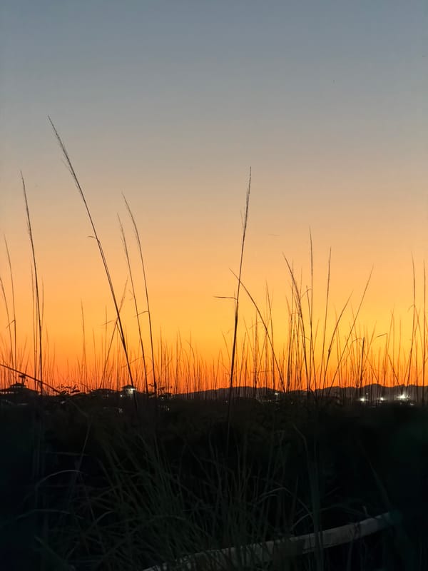 Grass and fading sky at dusk in coastal Montenegro