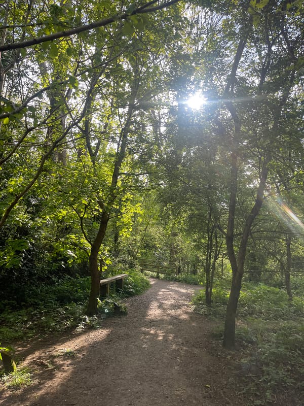 Morning sunlight illuminates woodland path in Maidstone