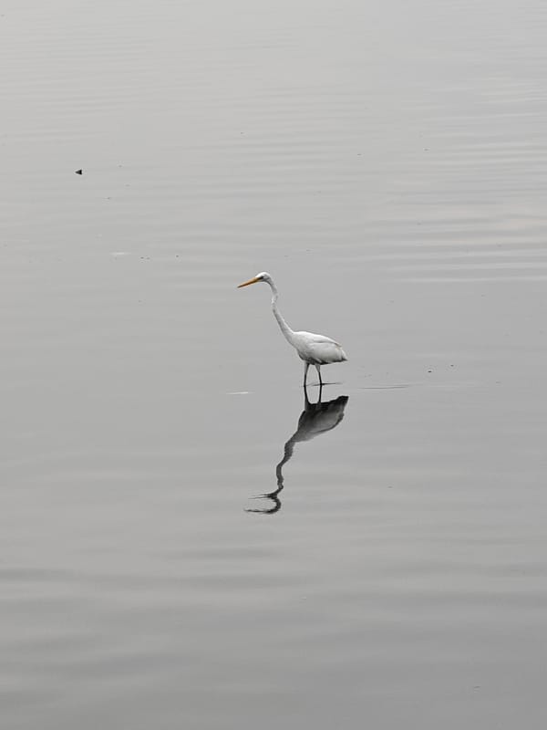 White egrets spotted in tranquil waters near Lhokseumawe, Indonesia