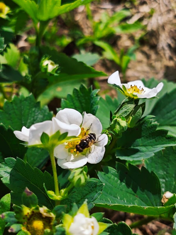 Nature documentation captured in Russian village during morning walk