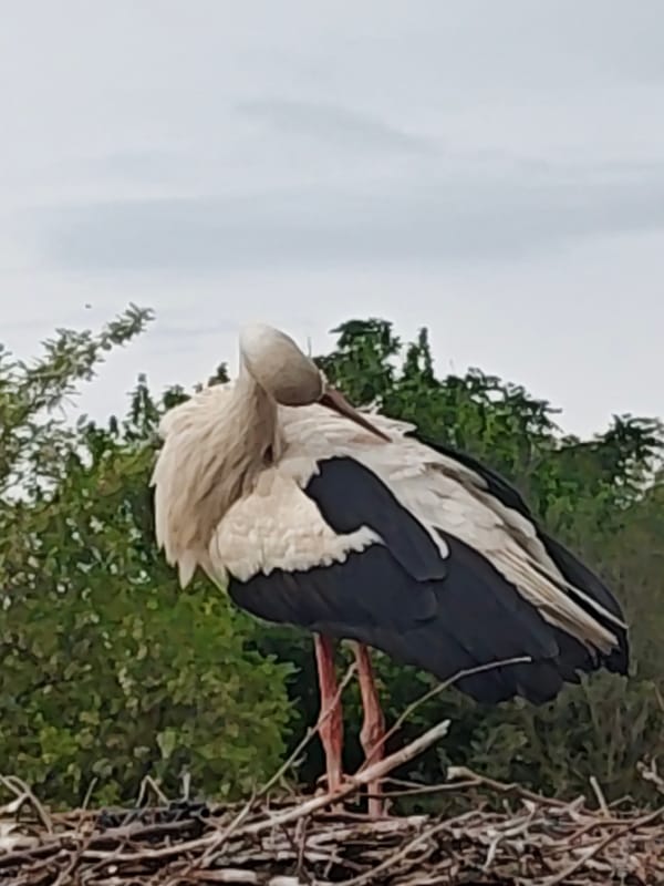 White stork observed preening in large twig nest