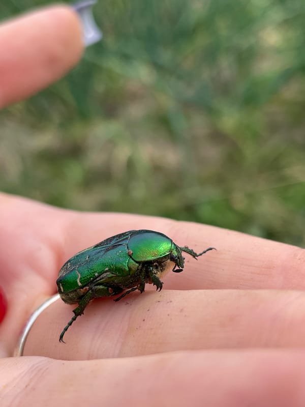 Iridescent green beetle perched on a hand in rural Russia