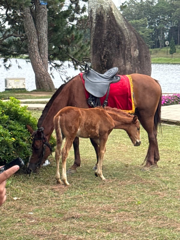 Horses and people share a quiet morning at Xuan Huong Lake