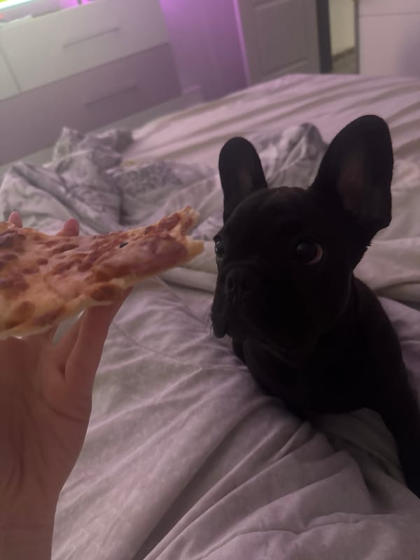 French Bulldog Enjoys Morning Bedroom Time in Varna