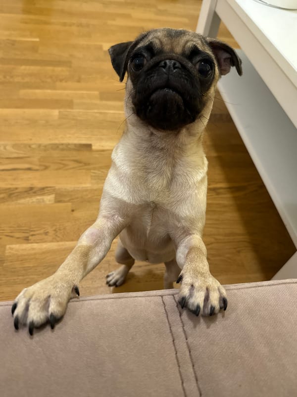Pug puppy peers over the couch edge
