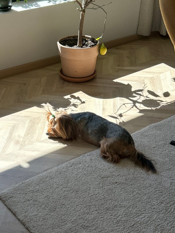 Yorkshire Terrier rests in Sofia home with lemon tree