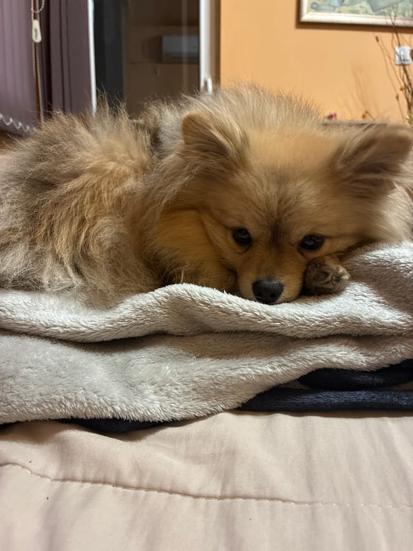 Pomeranian dog photographed in cozy domestic moments in Plovdiv