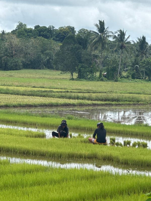 Rice planting continues in Del Carmen paddies under overcast skies