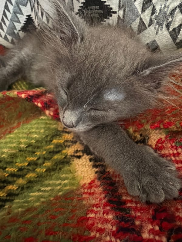 Gray kitten sleeps on colorful blanket in Cyprus