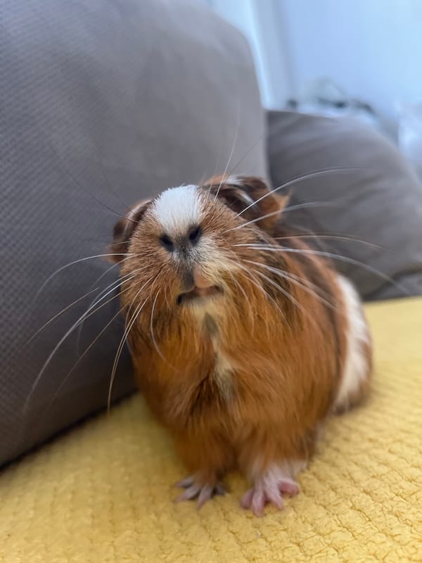 Guinea pig snacks on cucumber at home