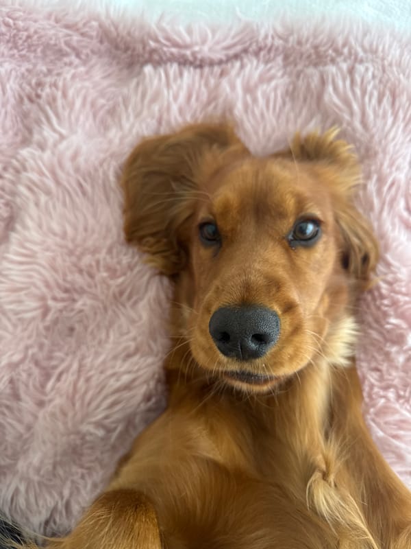 Dachshund photographed resting on pink blanket in Bragança