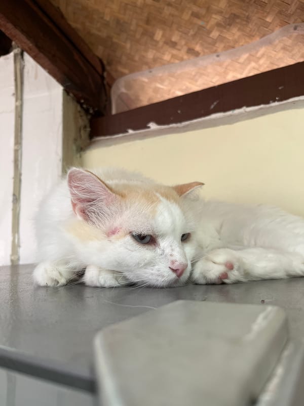 Cats, greenery, and local vibes in Pai, Thailand
