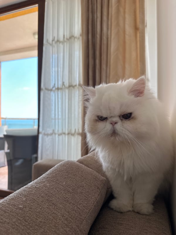 Summer afternoon in Nesebar: beach, boats, and a grumpy cat