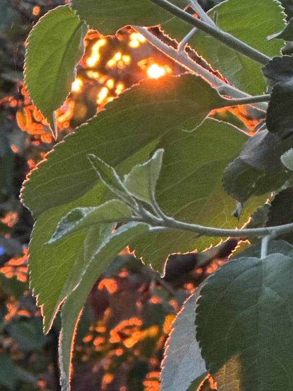 Evening moments: sunlit foliage and playful dog in Chaikovsky