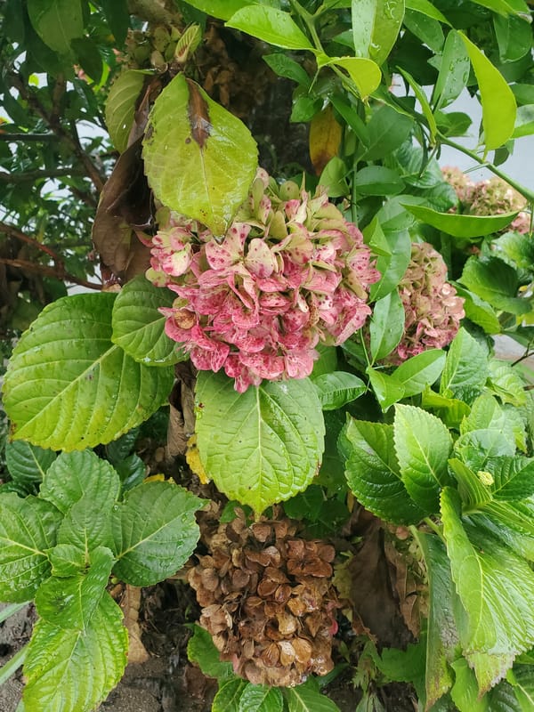 Hydrangea flowers photographed in close-up in Curitiba, Brazil