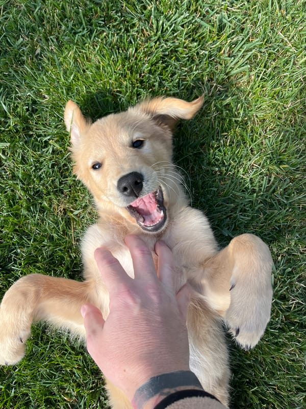 Golden retriever puppy photographed at home in Kostinbrod, Bulgaria