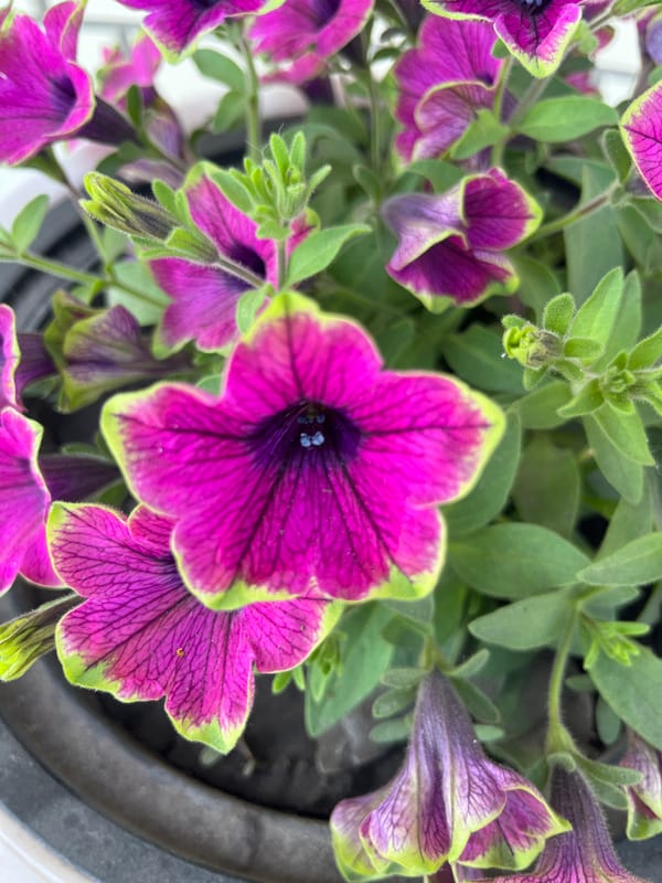 Neighborhood flower walk: petunias, wildflowers, and sidewalk weeds